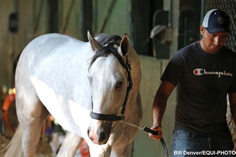 white abarrio equibase.